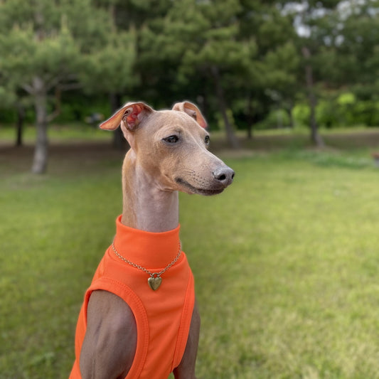 Greyhounds Are Sensitive To The Cold