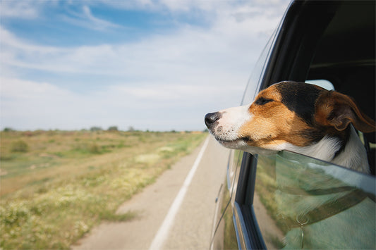 Do Dogs Get Car Sick?