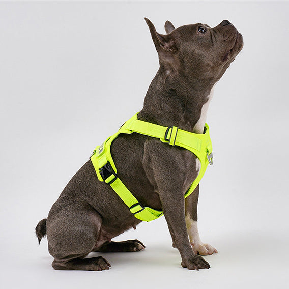 PAWKEMON Premium Light Harness