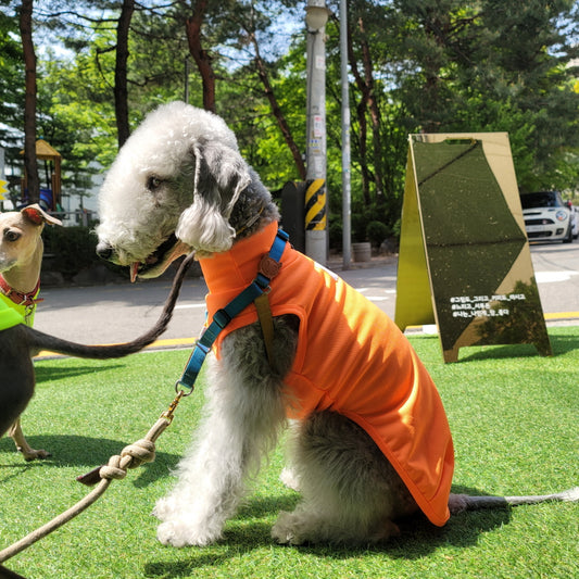 IGGY COLLECTION_Cooling Vest