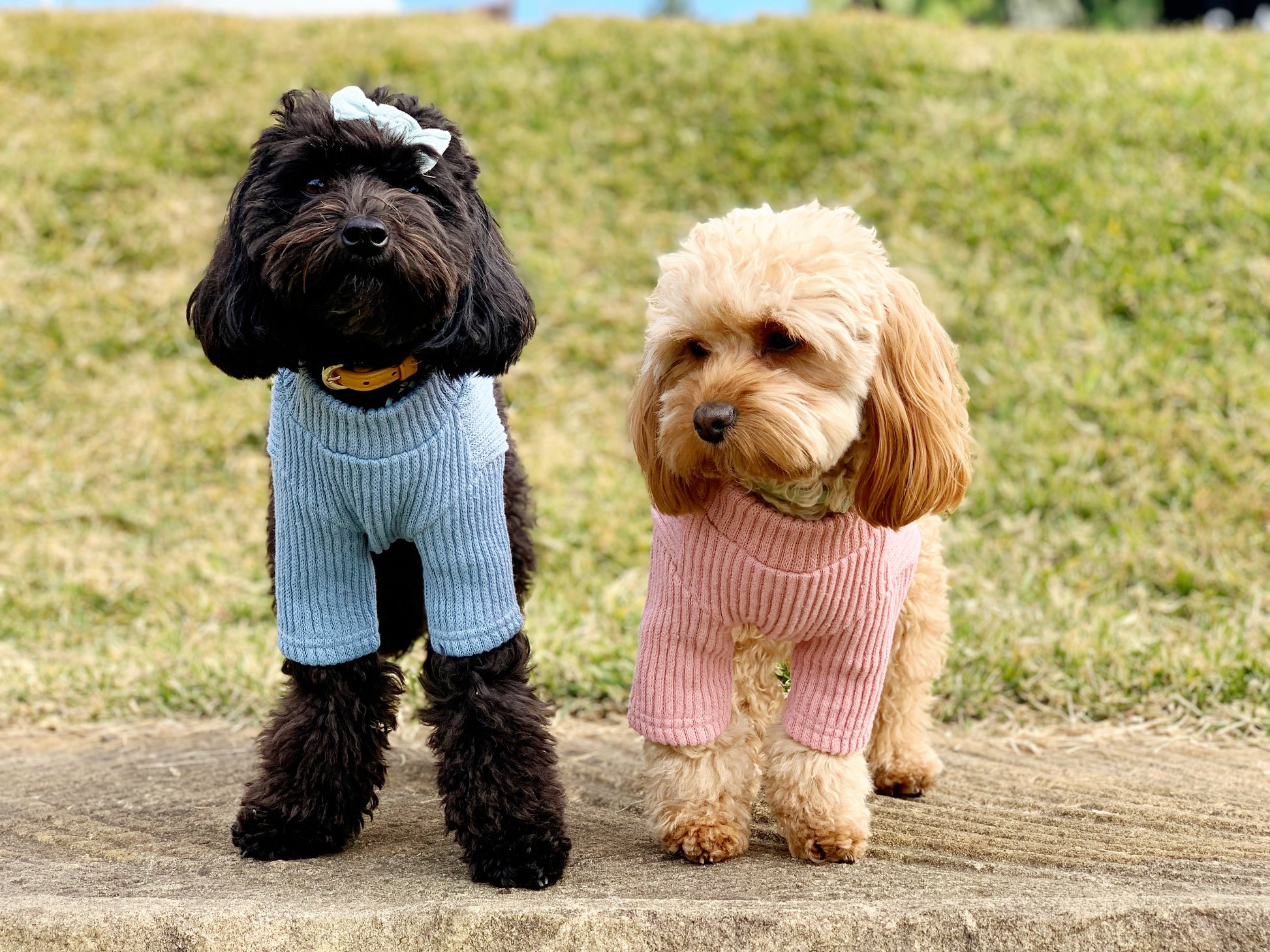 dog clothing knit