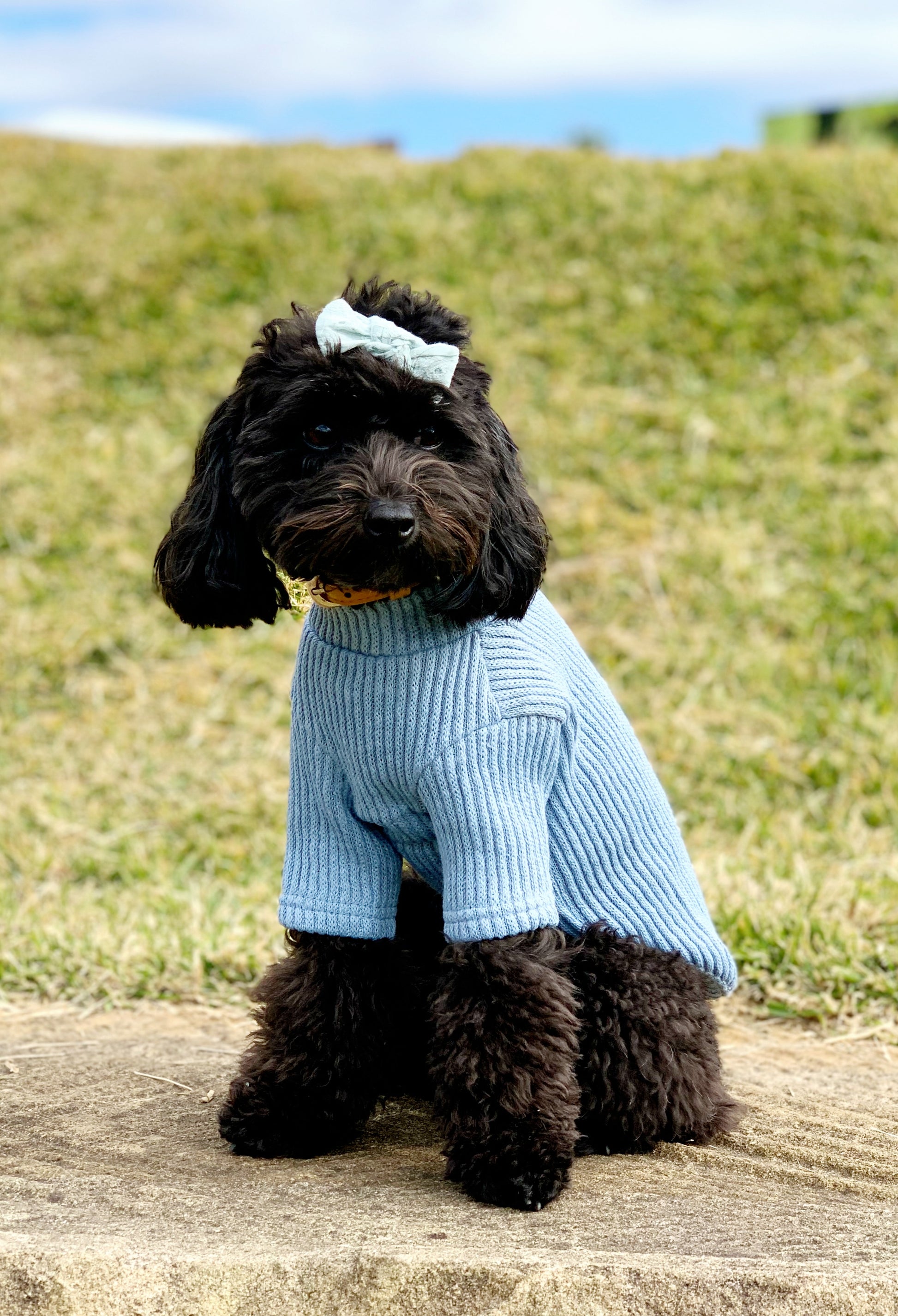 dog clothing knit