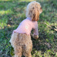 dog clothing knit