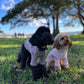 dog clothing knit
