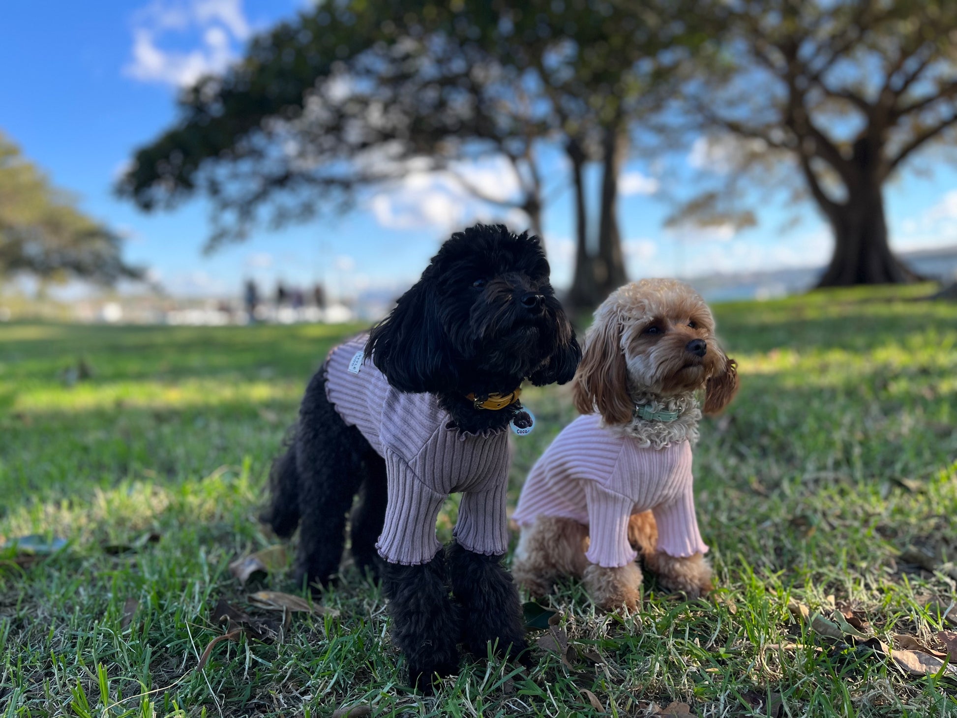 dog clothing knit