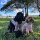 dog clothing knit