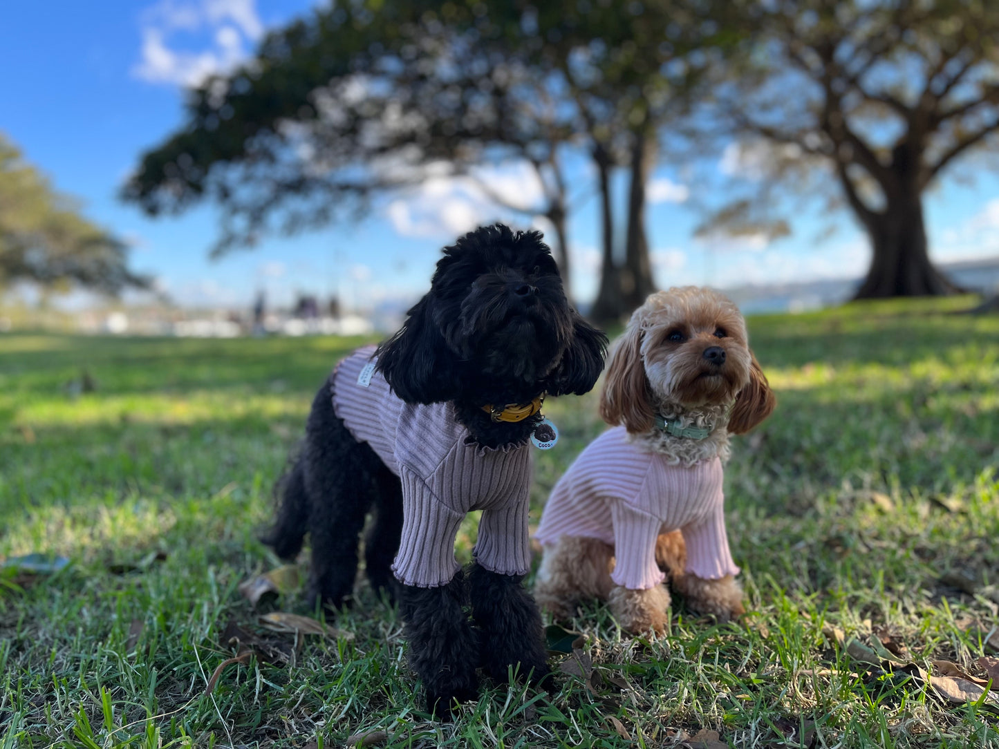 dog clothing knit