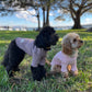 dog clothing knit