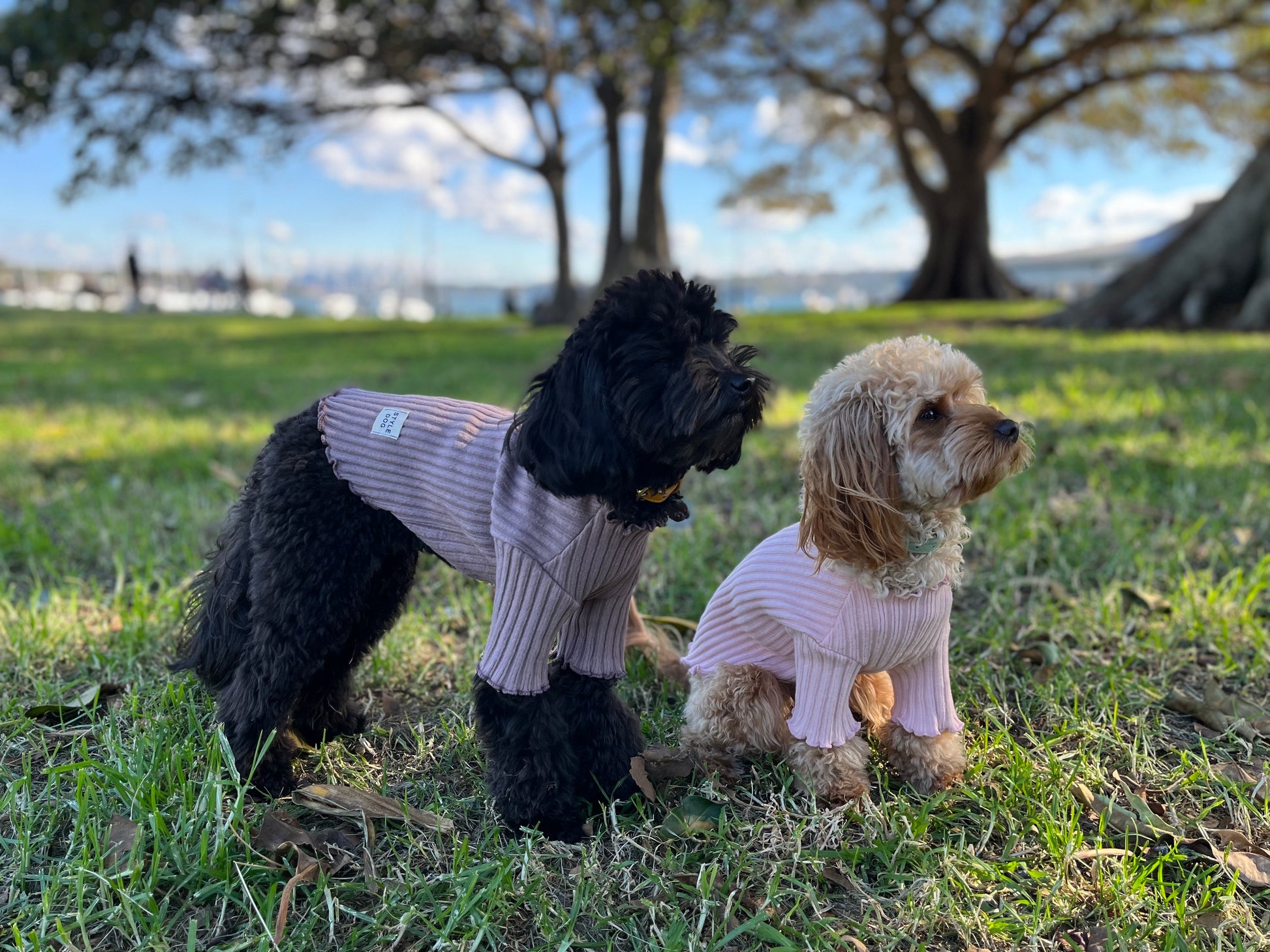 dog clothing knit