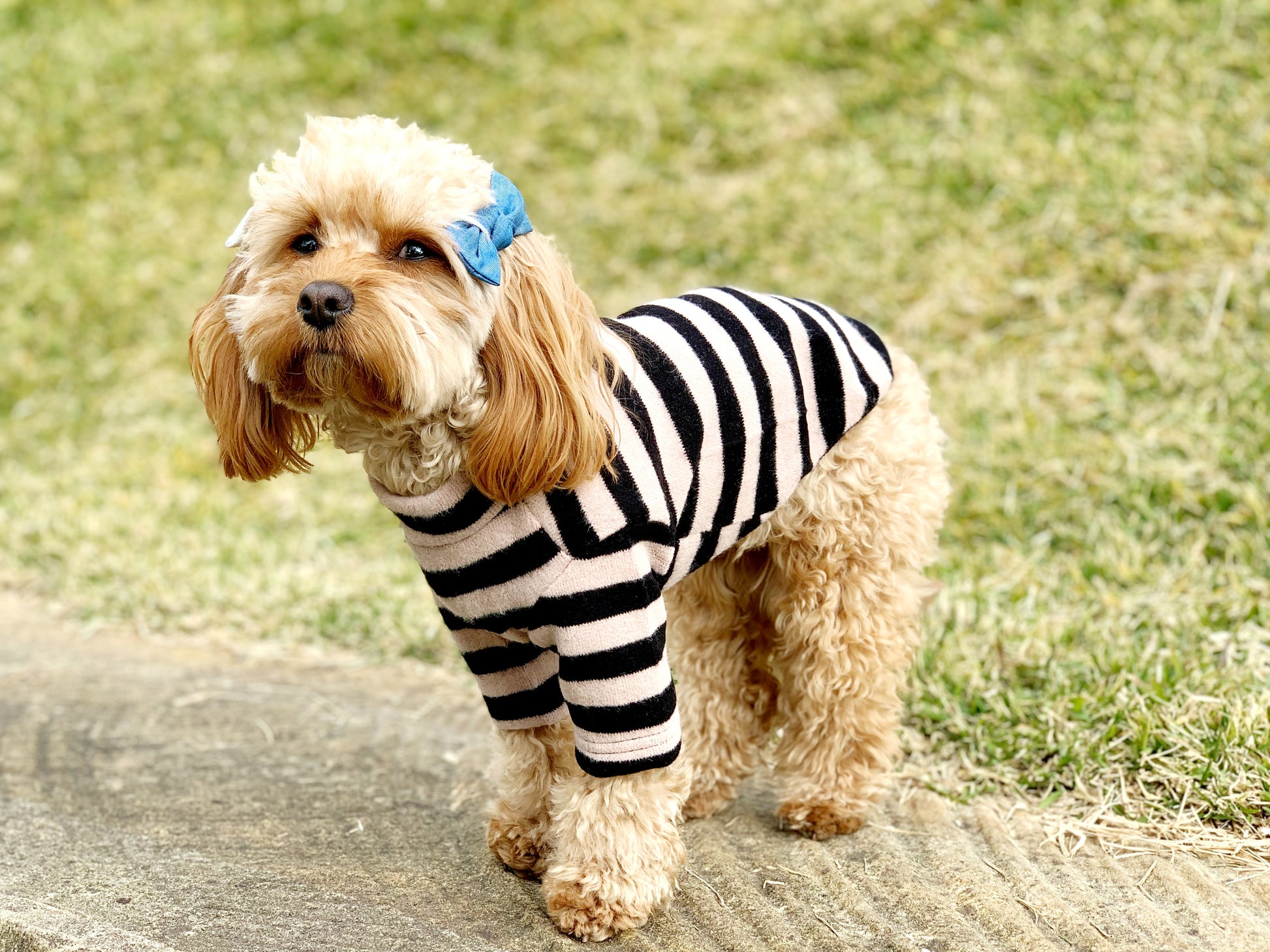 dog clothing knit