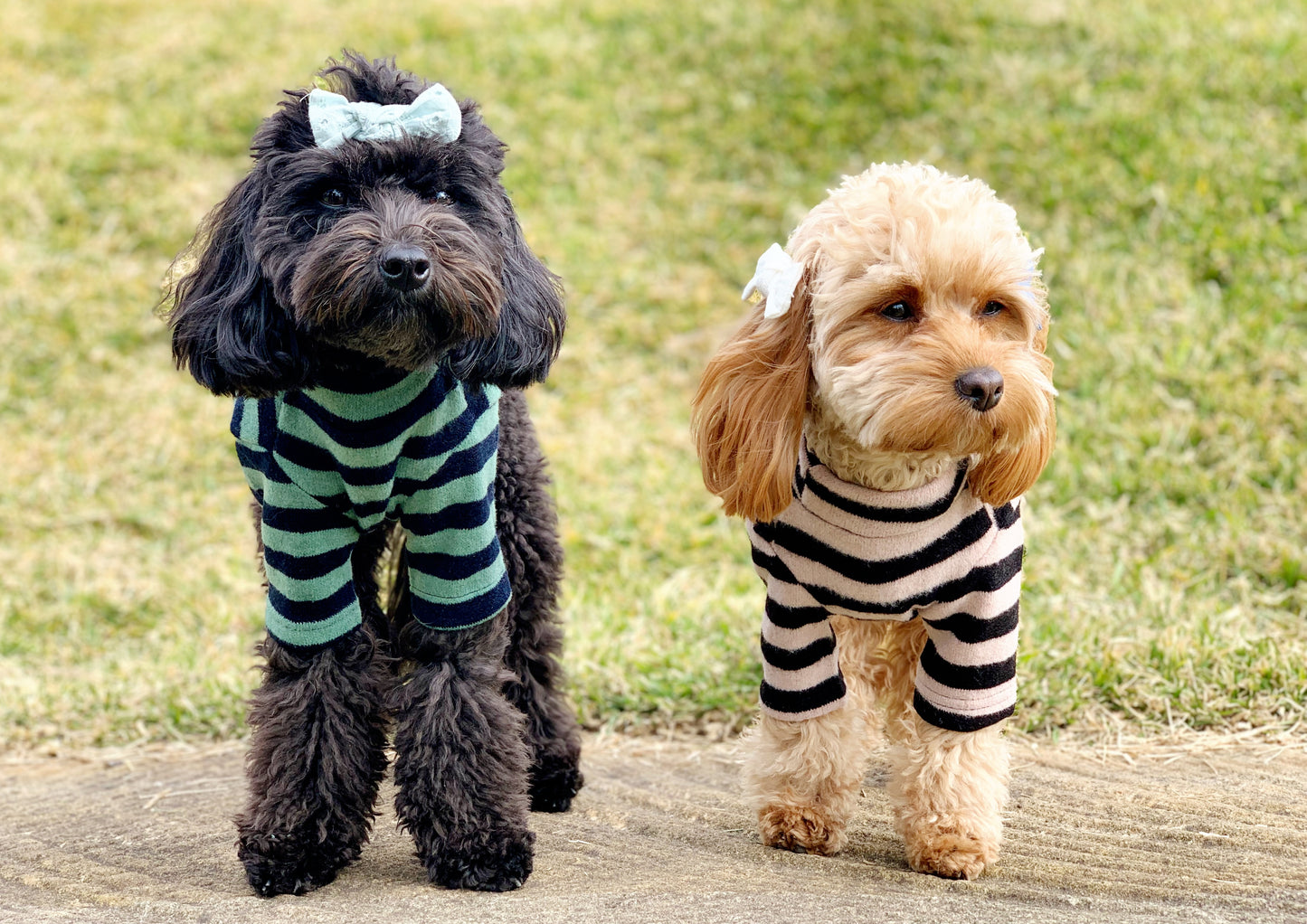 dog clothing knit